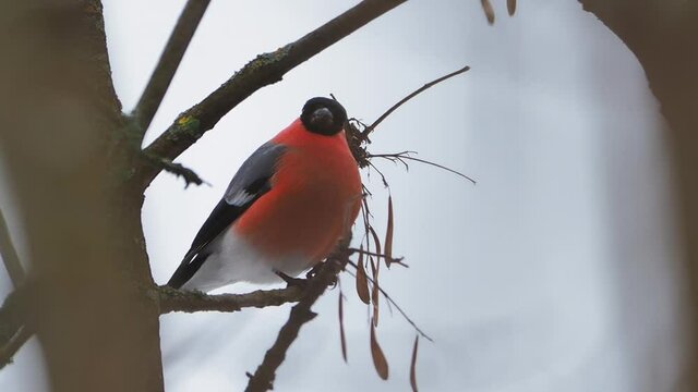 Eurasian bullfinch or Pyrrhula pyrrhula is sitting on frozen tree branch. Colorful bird in winter forest.