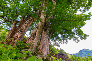 Beautiful scene at Caucasus mountains with trees