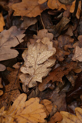 It is top view of oak leaf with water drops on it. Leaf is in the center and  lies among other leaves on the ground. Autumn is around. Day is wet and cloudlly. 
