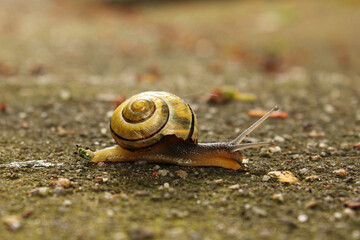 a snail with a yellow house crawls over the tiles in the garden after a rain shower