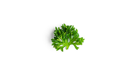 Obraz na płótnie Canvas Greenery. Sprigs of curled parsley on a white background. Macro photo. High quality photo