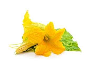 Fototapeta premium Yellow pumpkin flowers.