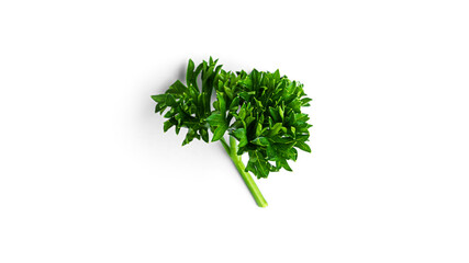 Greenery. Sprigs of curled parsley on a white background. Macro photo. High quality photo