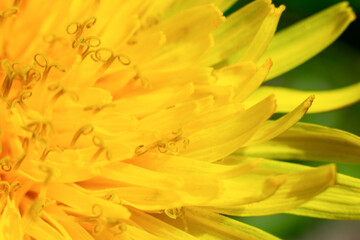 Close up macro photo of bright dandelion petals on green background.