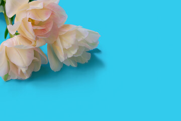 Close up view of white tulip flowers in the corner on bright blue background. Botanical backdrop with copy space