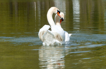 Two white swans at a lake