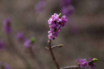 Pink daphne in close