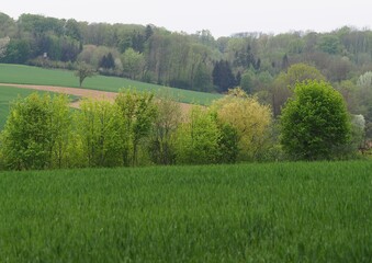 Kulturlandschaft - Wälder und Felder wechseln sich ab