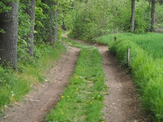 Waldluft - Wanderweg lädt zu sportlichen Aktivitäten ein