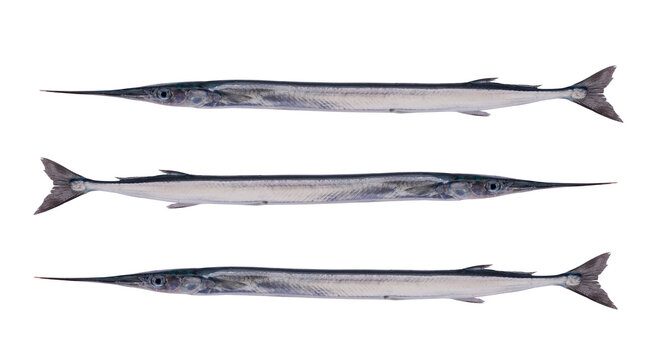 Garfish, (Belone belone) isolated on white background.