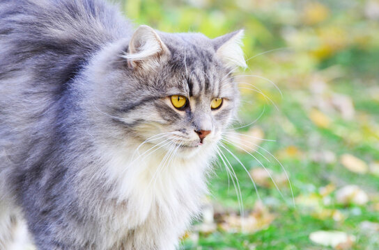 Homeless grey cat outdoors, autumn photo