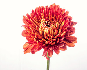 red chrysanthemum isolated on white