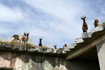 Mountain goats in Bavarian mountains, Germany