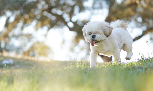 perro blanco corriendo en el cesped 