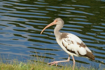 Beautiful brown ibis on the river water background