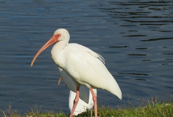 White ibis by the lake, closeup