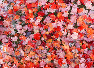 Late fall. Fallen multicolored maple leaves lie on the grass. Ice is visible in places.