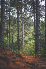 Fototapeta premium path in the forest