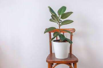 Ficus elastica plant in a white flowerpot standing on an old Viennese chair on a white wall background. A beautiful green room plant in an interior. Ficus on a vintage chair. 