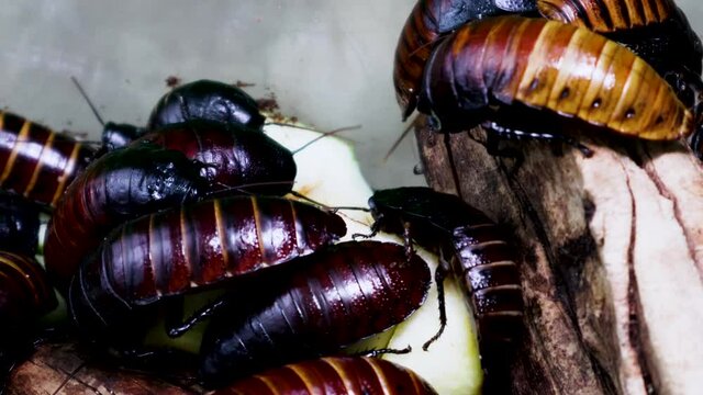 Close up of captive Madagascar Hissing Cockroaches eating muffins and apples inside a terrarium. 