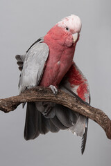 Pretty pink galah cockatoo, stretching its wings on a branch on a gray background