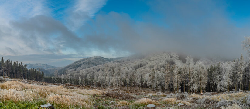 Opening after cut down tree in winter day near Hostyn hill in east Moravia