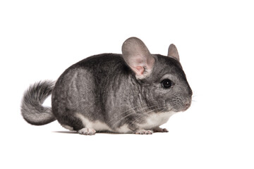 Cute grey chinchilla seen from the side isolated on a white background