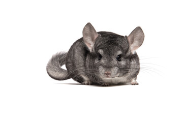Cute grey chinchilla seen from the front isolated on a white background