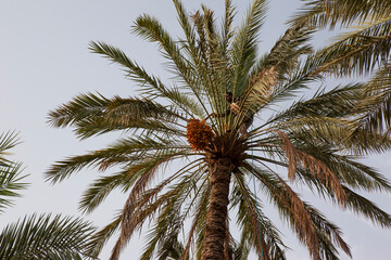 Fototapeta na wymiar The date palm tree is famous for the Arab region, especially in the Arabian Gulf. Oman .