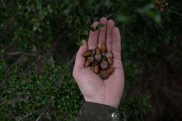Naklejka na ściany i meble a hand picking acorns in the bush