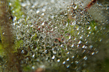 macro photography of water drops on a cobweb