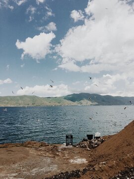 Gulls on the lake