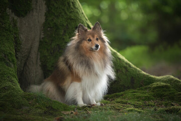 Cute shetland sheepdog sitting on moss  in front of a pretty big tree  ooking away