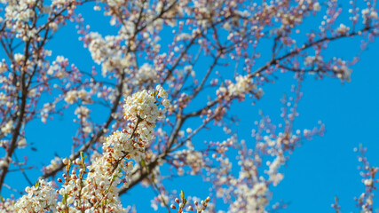 Tree branch with abundant flowers. Flowering trees