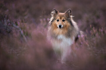 Cute shetland sheepdog sitting between blooming heather looking at the camera