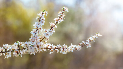 Flowering tree in spring. Cherry plum branch with flowers on a sunny day