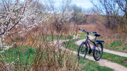 Fototapeta na wymiar Bicycle near a dirt road and a flowering tree in spring