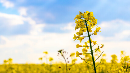 Obraz premium Yellow rapeseed flowers in the field, blooming rapeseed field