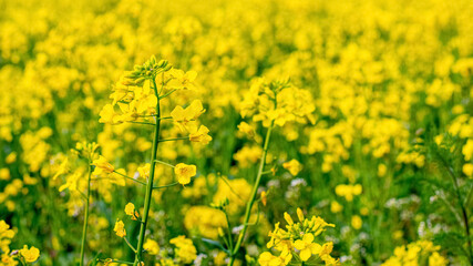 Spring field with yellow rapeseed flowers, spring background
