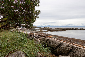 Fototapeta na wymiar beach with trees and rocks on Vancouver Island, British Columbia, Canada
