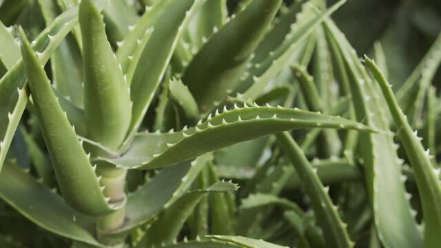 Aloe Vera plant Aloe barbadensis miller details 4K panning video