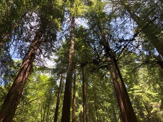 Redwood Forest