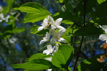 White flowers of a plant on a green background of leaves.
Close up of white flowers of a plant and its leaves. Against the background of green plants. Summer sunny day.