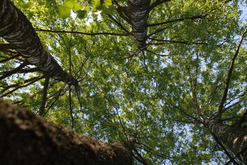 Four birch trees look from below.
Summer sunny day. Four birches grow side by side. View From...