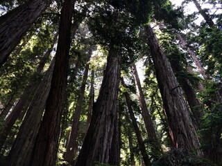 Redwood Trees
