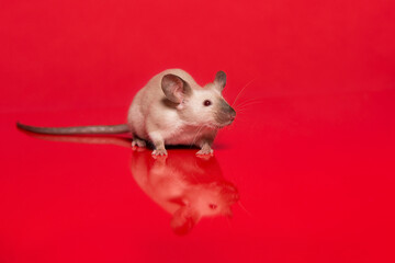 Cute tame house mouse seen from the front looking up on a red background with reflection
