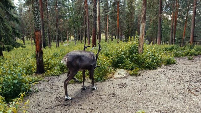 A couple of wild moose with long horn is standing in the middle of the forest and shaking its body to get rid of water after a splash of rain
