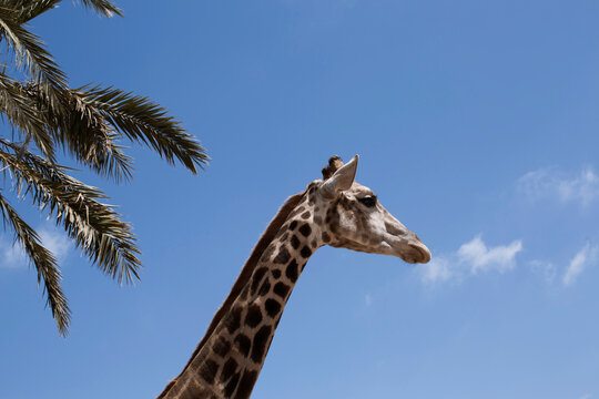portrait of Giraffe