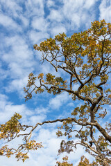 autumn leaves against blue sky