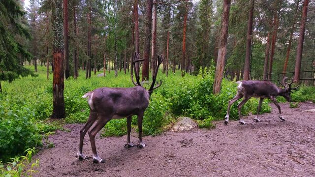 A wild elk with long horn is standing in the middle of the forest and shaking its body to get rid of water after a splash of rain